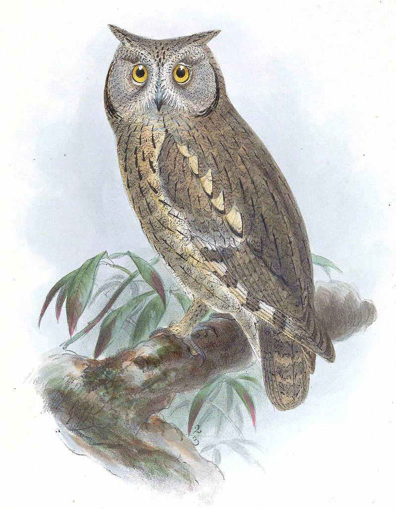 纵纹角鸮 纵纹角鸮的图片