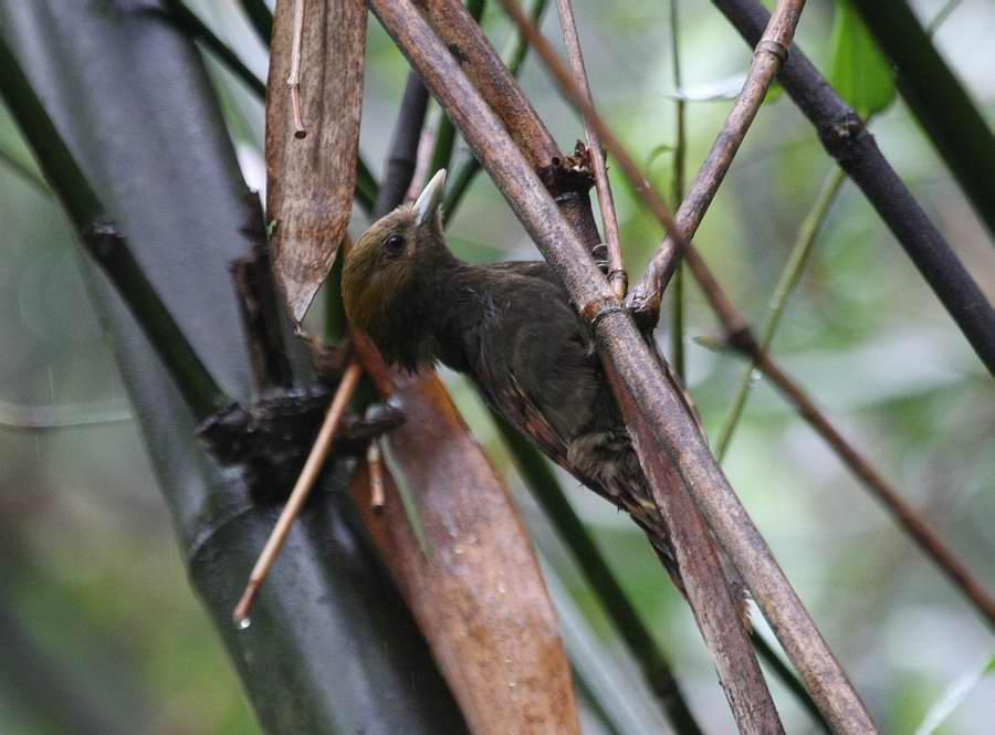 ����ľ���ͼƬ