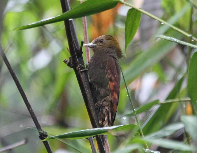 ����ľ��