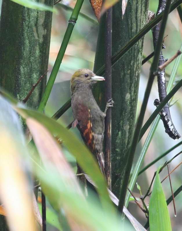 ����ľ��