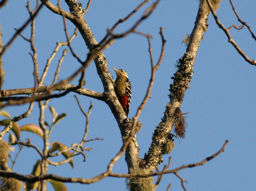 ������ľ��