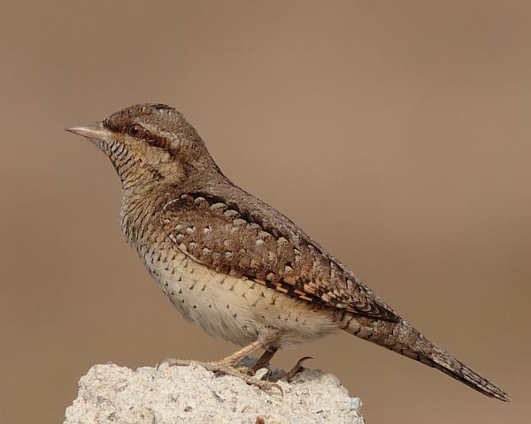 ������ͼƬ