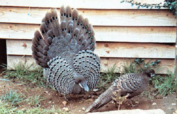 海南孔雀雉 海南孔雀雉的图片