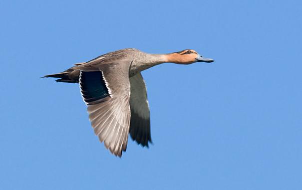 �ؾ�Ѽ��ͼƬ