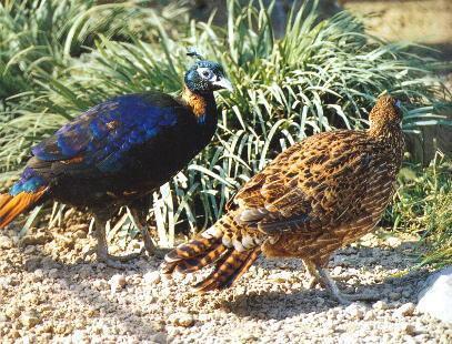 ��β����