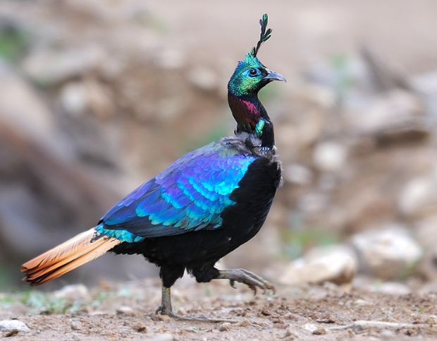 ��β����