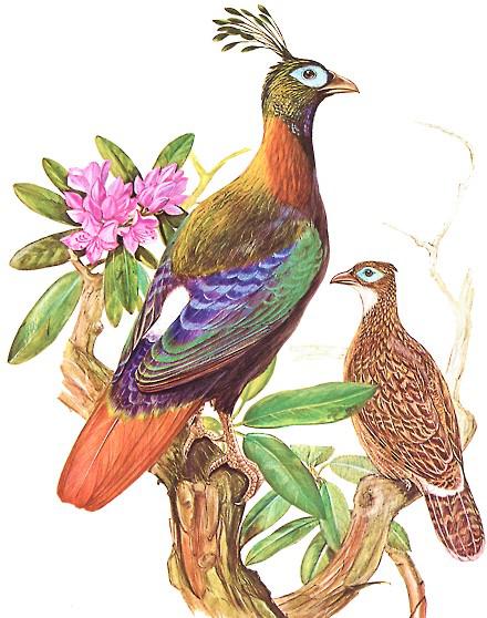 ��β����