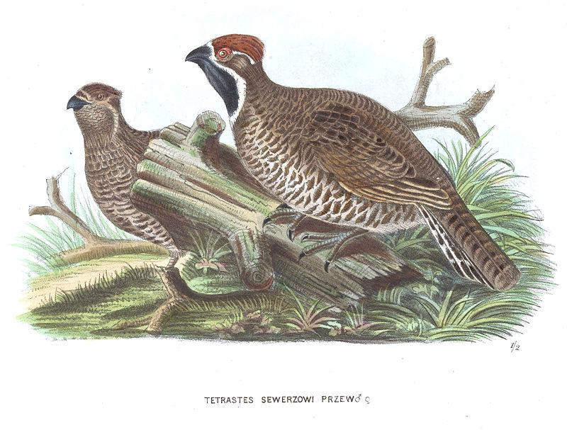 ��β黼���ͼƬ