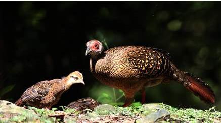 台湾山鹧鸪 台湾山鹧鸪的图片