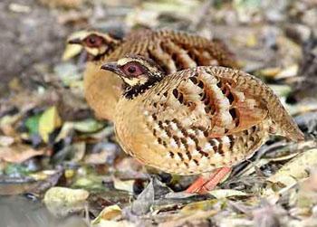 褐胸山鹧鸪 褐胸山鹧鸪的图片