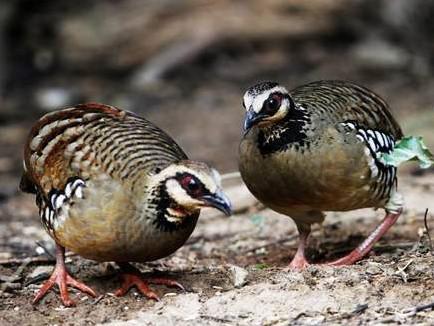 ����ɽ���