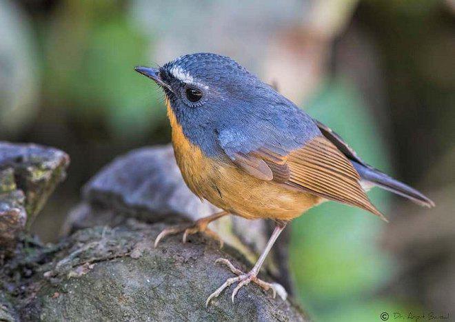 棕胸蓝姬鹟 棕胸蓝姬鹟的图片
