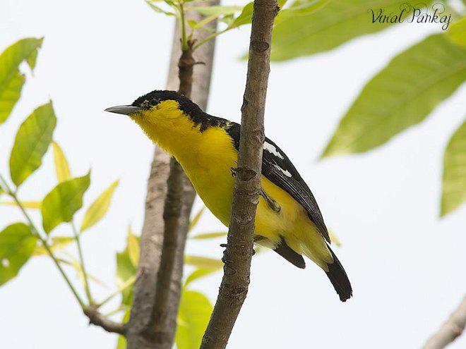 �ڳ�ȸ�ǣ�����