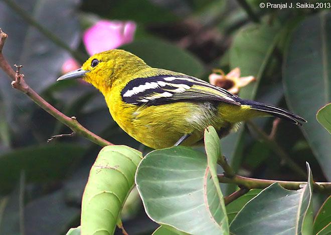 �ڳ�ȸ�ǣ�����