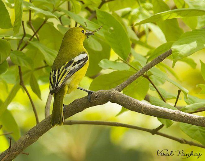 �ڳ�ȸ�ǣ�����