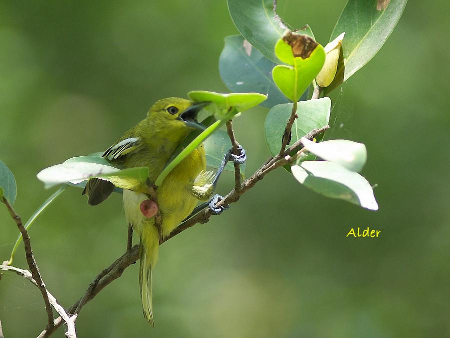 �ڳ�ȸ�ǣ�����