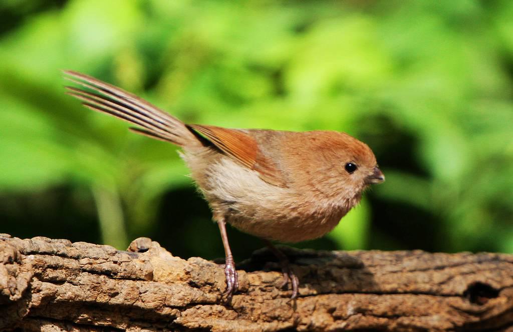 棕头鸦雀 棕头鸦雀的图片