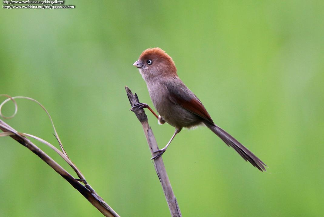 ��ͷѻȸ����Ӱ��ү�ӣ�����ص㣺�Ĵ� ����������ʱ�䣺20110414����Ĥ��ɫ�����ɣ�