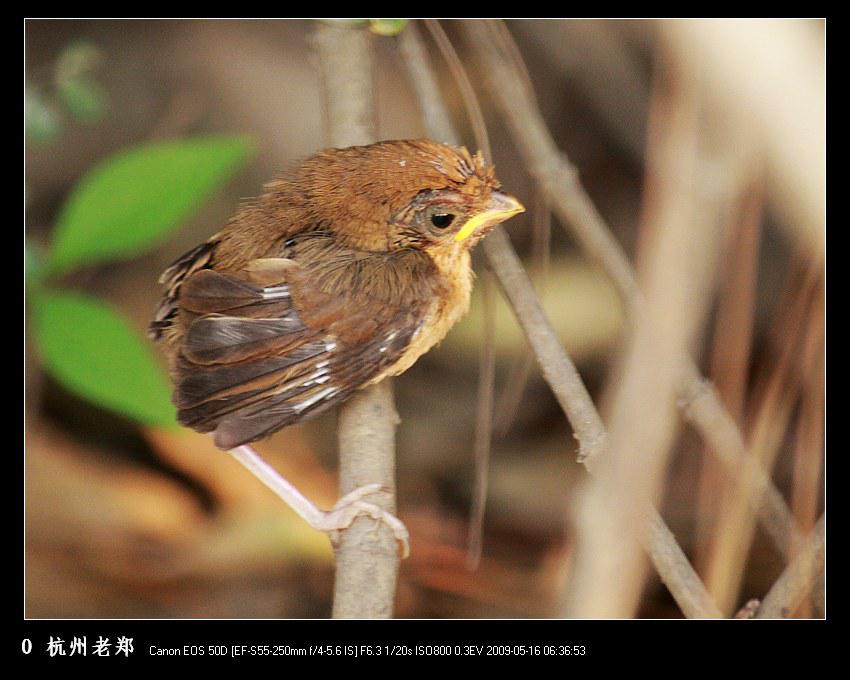 ��ͷѻȸ�������