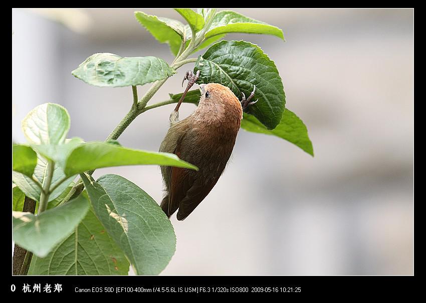 ��ͷѻȸ����