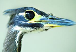 �����Zͷ����д