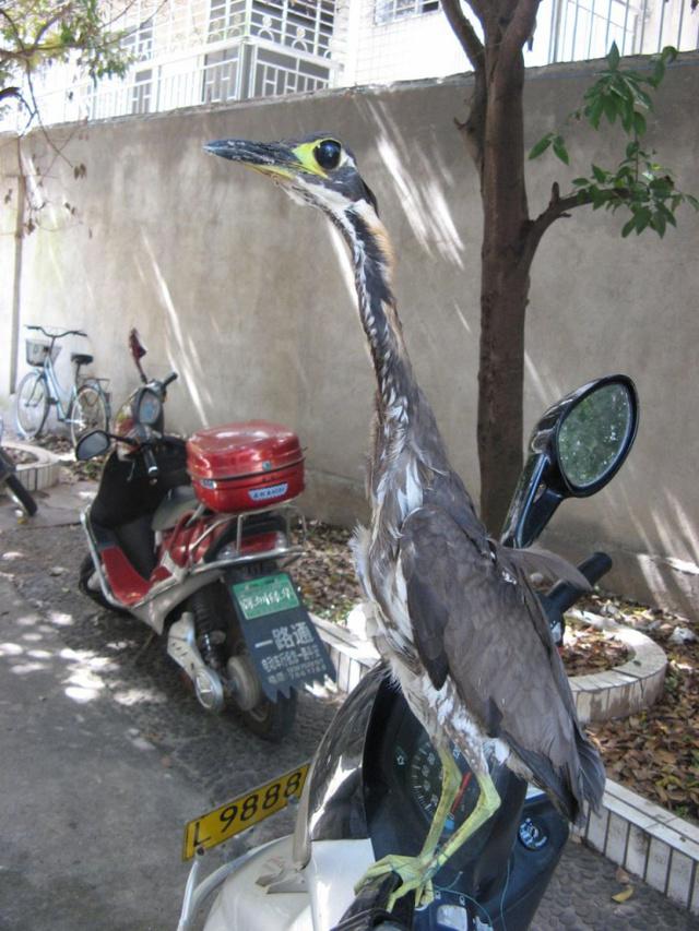 �����콭���ѷ��ֺ��ϻ����Z