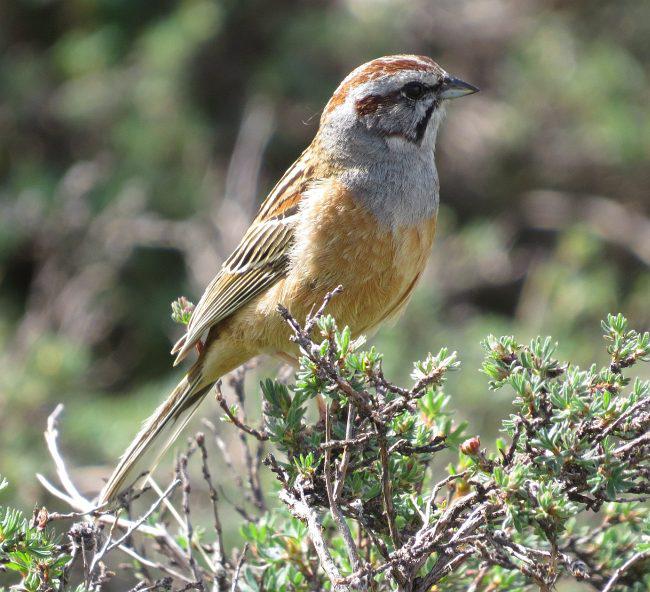 戈氏岩鹀 戈氏岩鹀的图片
