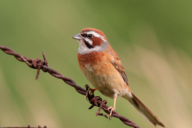 ����ü���c������Ƿ�ֳ��