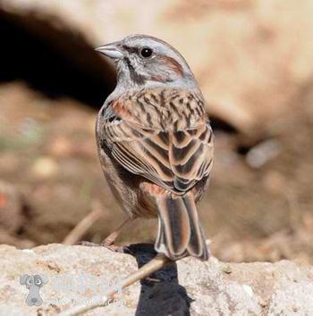 �������c