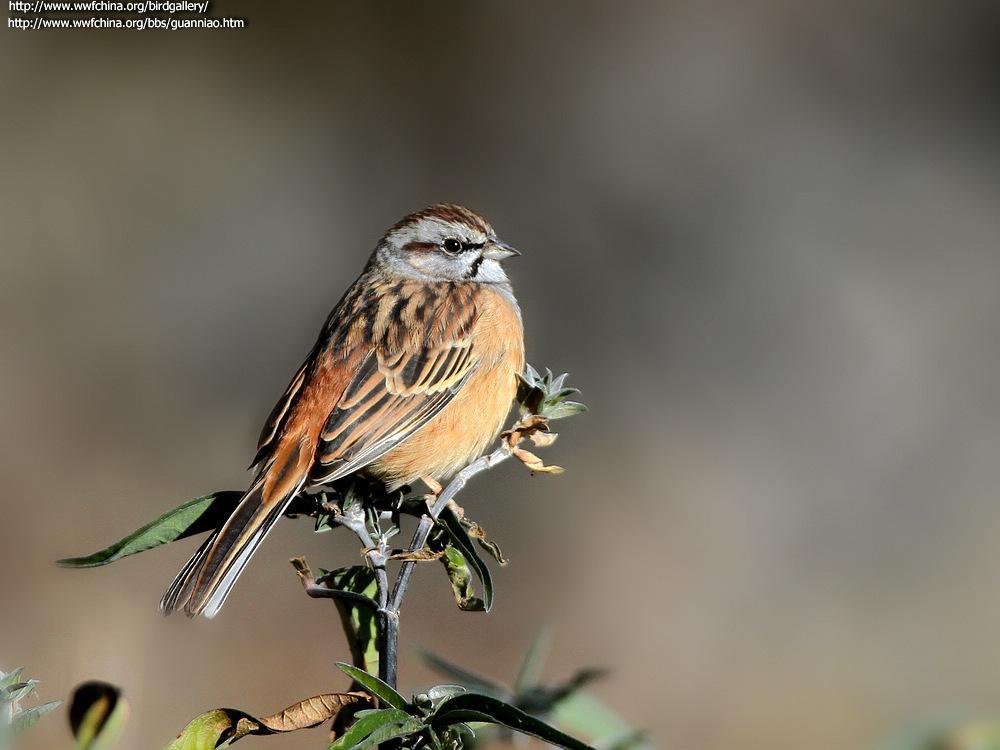 �������c����Ӱ������4������ص㣺�Ĵ� �����ݣ�����ʱ�䣺20110101