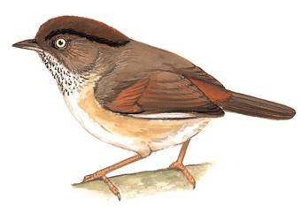 ��ͷȸ�̣���̬����ͼ