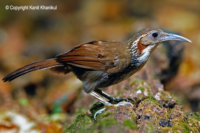 ���칳���̵�ͼƬ