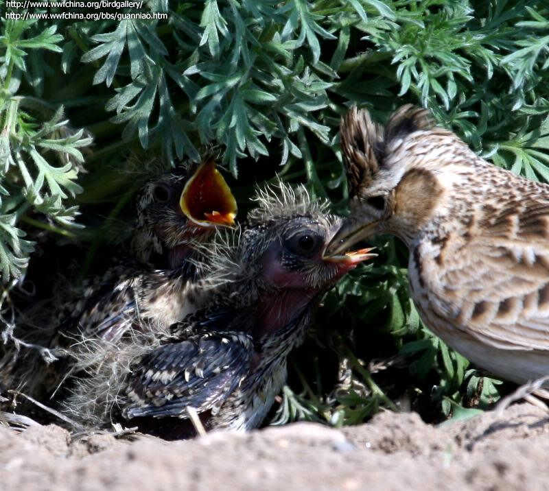 ��ȸ����