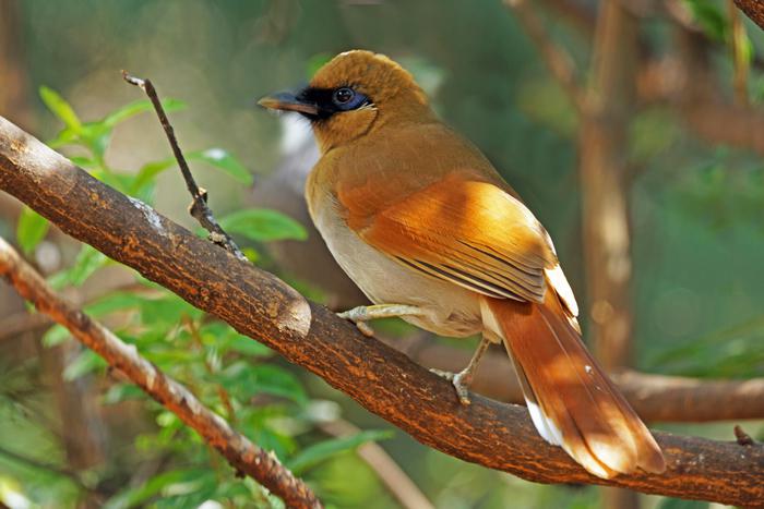 棕噪鹛 棕噪鹛的图片