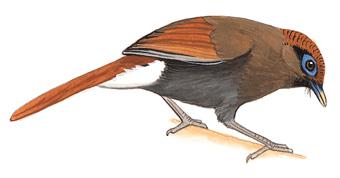 �����̣���̬����ͼ