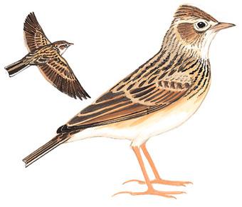 С��ȸ����̬����ͼ