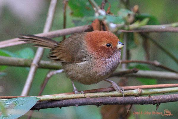 Brown-winged Parrotbill