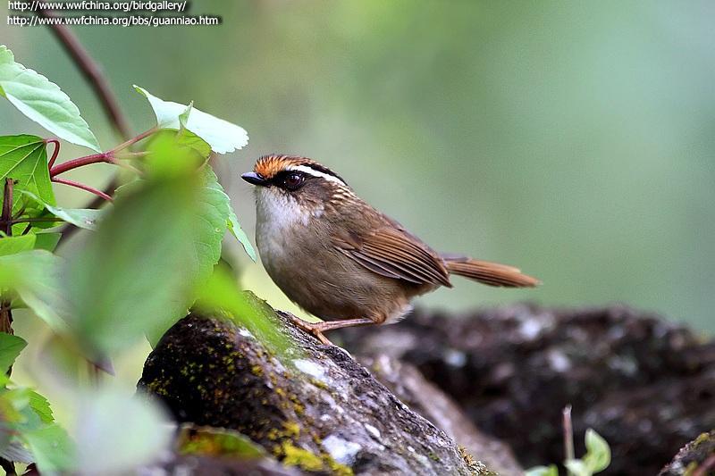 ��вȸ�̵�ͼƬ