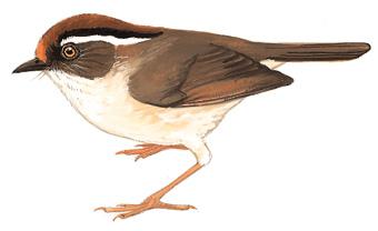 ��вȸ�̣���̬����