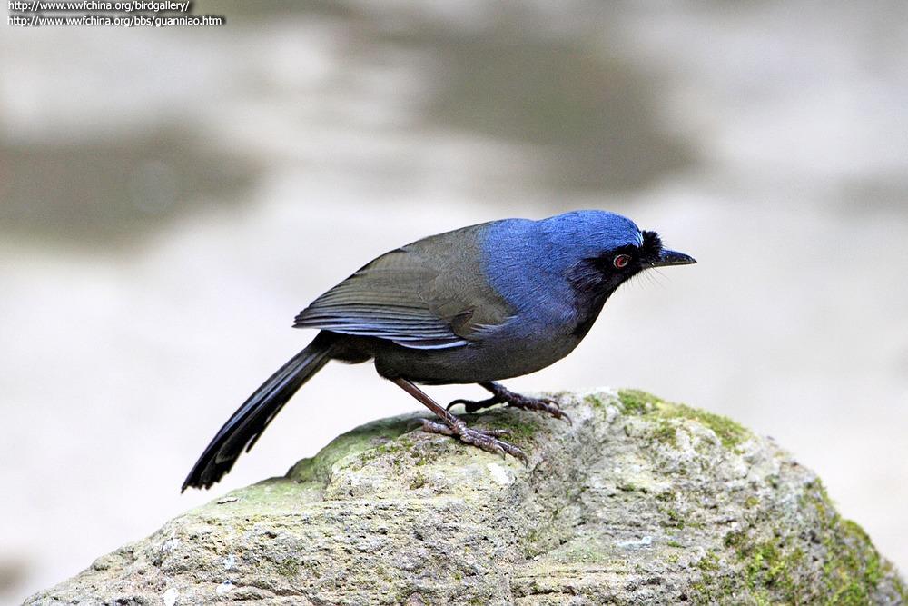 �ں�����