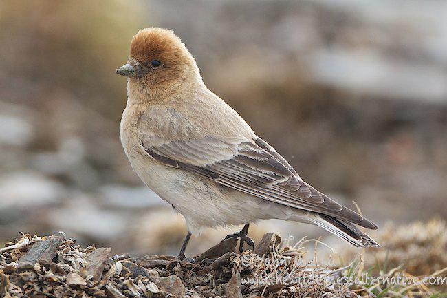 褐头岭雀 褐头岭雀的图片