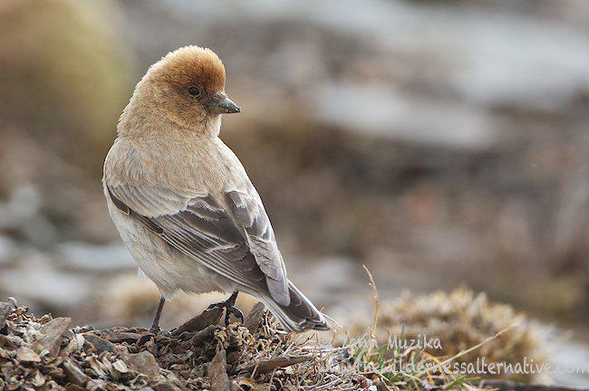 ��ͷ��ȸ�����������ຣ