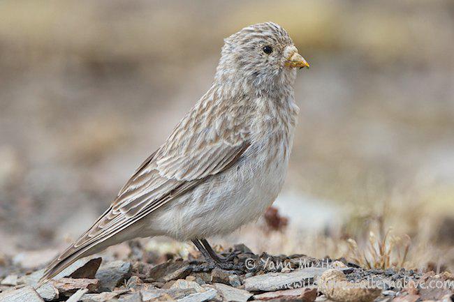 ��ͷ��ȸ�����������ຣ