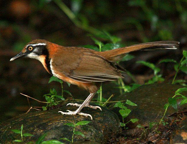 С�������̵�ͼƬ