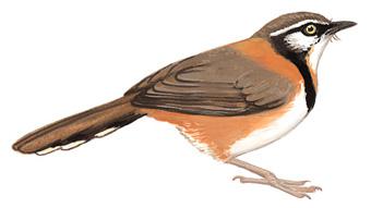 С��������