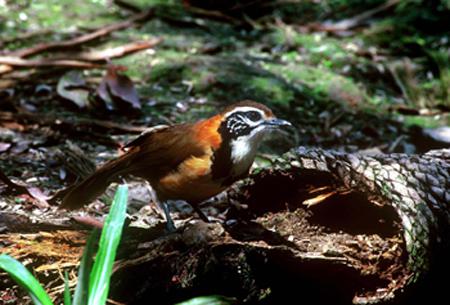 �������̣������ذ�ɫ�������ɫ���а�ɫ����