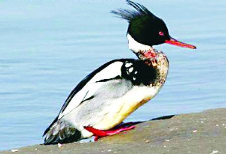 �л���ɳѼ������