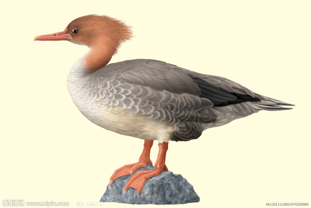 �л���ɳѼ���񣬳���ʵ�廭������Bearid