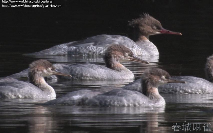 �л���ɳѼ���ǳ���