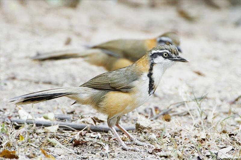 С��������